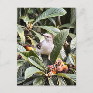 Mockingbird-Foto Postkarte