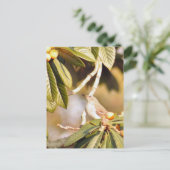 Mockingbird-Foto Postkarte (Stehend Vorderseite)