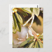 Mockingbird-Foto Postkarte (Vorne/Hinten)