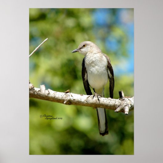 Mockingbird Poster (Vorne)