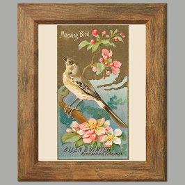 Mockingbird, Set von 8 (5 von 8) Vogelgalerie Maue Poster