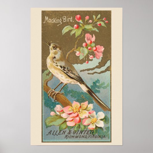 Mockingbird, Set von 8 (5 von 8) Vogelgalerie Maue Poster (Vorne)