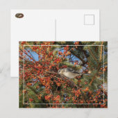Mockingbird und Virginia-Strampler Postkarte (Vorne/Hinten)