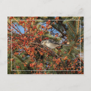 Mockingbird und Virginia-Strampler Postkarte