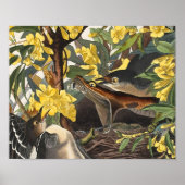 Mockingbirds, John James Audubon Poster (Vorne)