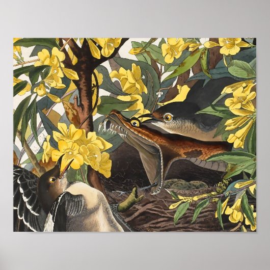 Mockingbirds, John James Audubon Poster (Vorne)