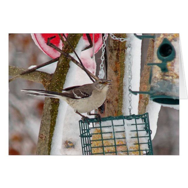 Mockingvogel (Vorderseite (Horizontal))