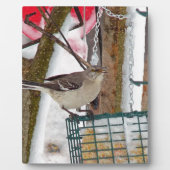 Mockingvogel Fotoplatte (Vorderseite)