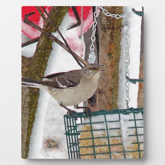 Mockingvogel Fotoplatte (Vorderseite)