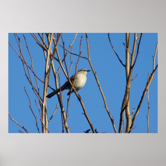 Mockingvogel II Poster (Vorne)