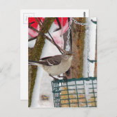 Mockingvogel Postkarte (Vorne/Hinten)