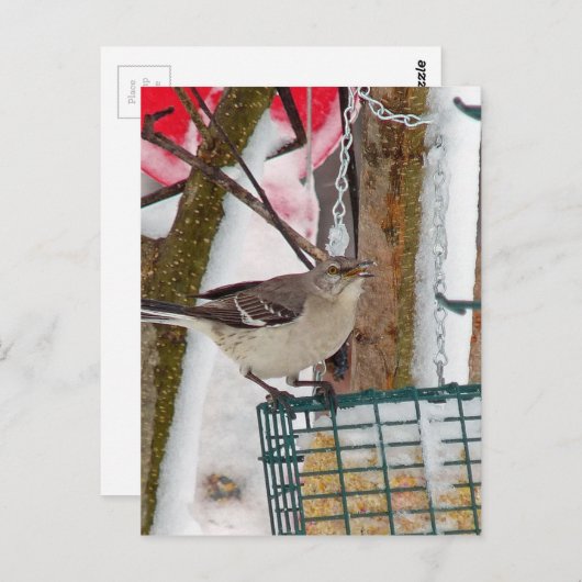 Mockingvogel Postkarte (Vorne/Hinten)