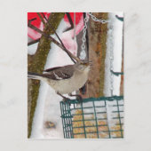 Mockingvogel Postkarte (Vorderseite)