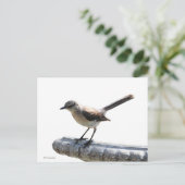 Mockingvogel Postkarte (Stehend Vorderseite)