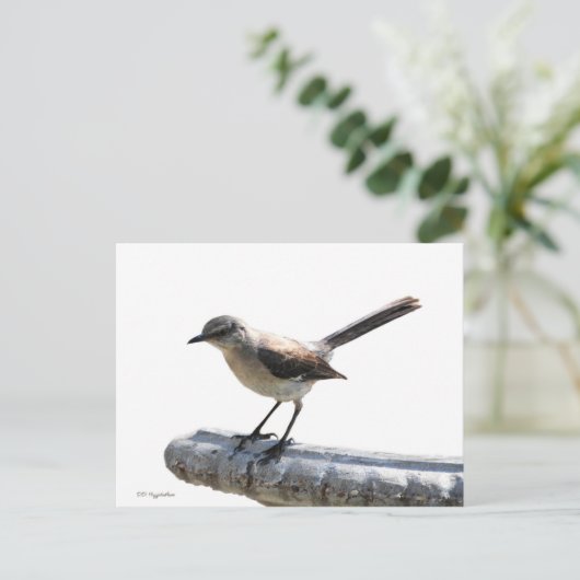 Mockingvogel Postkarte (Stehend Vorderseite)