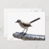 Mockingvogel Postkarte (Vorne/Hinten)