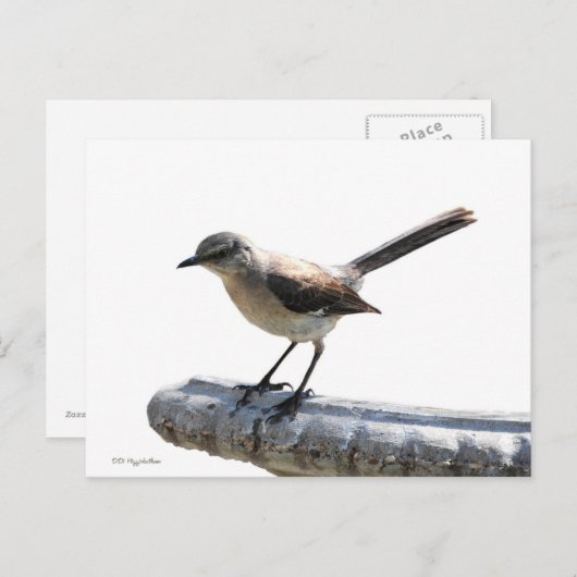 Mockingvogel Postkarte (Vorne/Hinten)