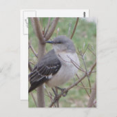 Mockingvogel Postkarte (Vorne/Hinten)