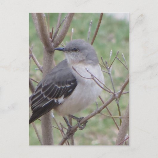 Mockingvogel Postkarte (Vorderseite)