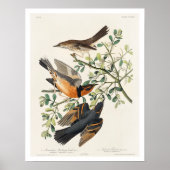 Mockvogel und Varieté von Audubon Poster (Vorne)