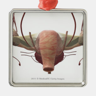 Modell 3d des weiblichen Reproduktionssystems Ornament Aus Metall