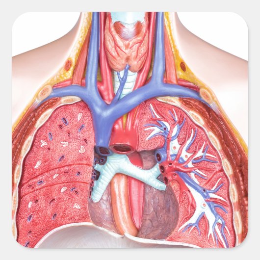 Modell des inneren menschlichen Körpers auf weißem Quadratischer Aufkleber (Vorderseite)