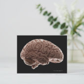 Modell des menschlichen Gehirns, Studio-Aufnahme Postkarte (Stehend Vorderseite)