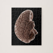 Modell des menschlichen Gehirns, Studio-Aufnahme Puzzle (Vertikal)