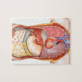 Modell des menschlichen Körpers mit den Organen Puzzle (Horizontal)