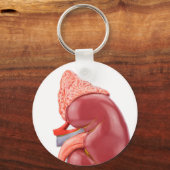 Modell einer menschlichen Niere außerhalb Schlüsselanhänger (Vorderseite)