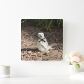 Modell in der Wildnis: Weißes Meskett für Kamera Quadratische Wanduhr (Zuhause)