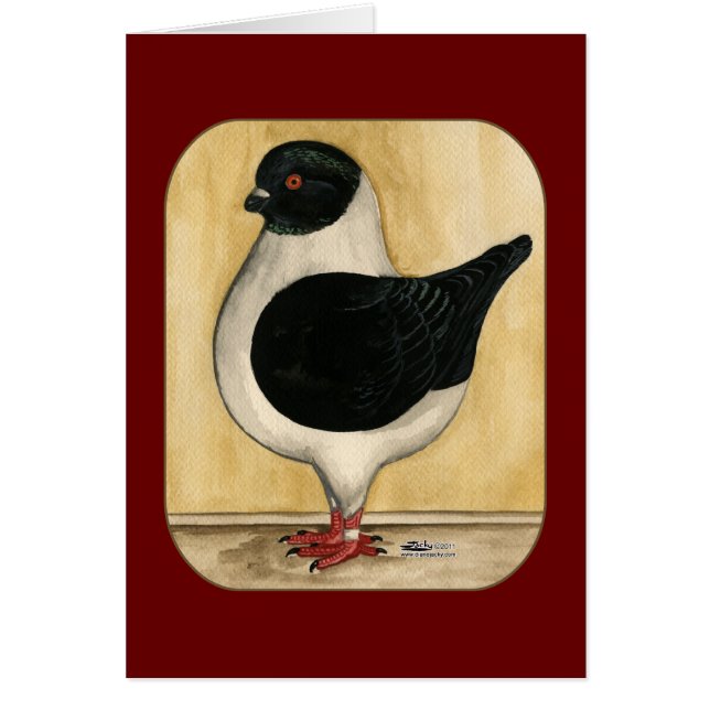 Modena Black Gazzi Pigeon (Vorne)
