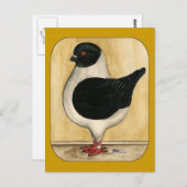 Modena Black Gazzi Pigeon Postkarte (Vorne/Hinten)