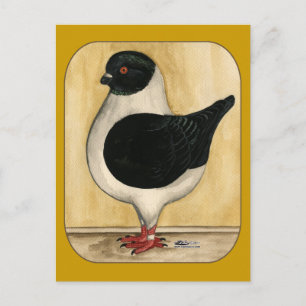 Modena Black Gazzi Pigeon Postkarte