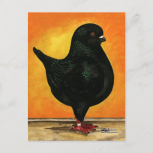 Modena Black Schietti Pigeon Postkarte