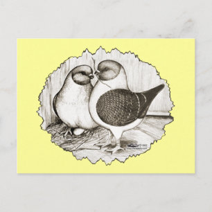 Modena Gazzi Pigeons Postkarte