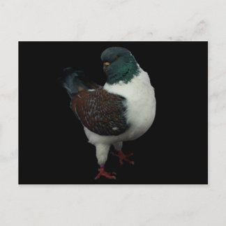 Modena Pigeon Postcard Postkarte