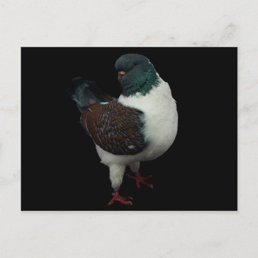 Modena Pigeon Postcard Postkarte (Vorderseite)