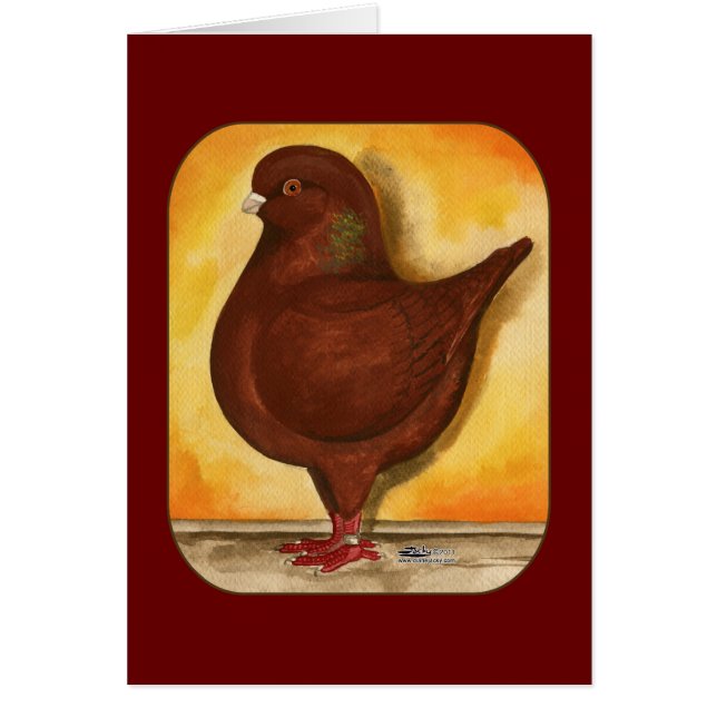 Modena Red Schietti Pigeon (Vorne)