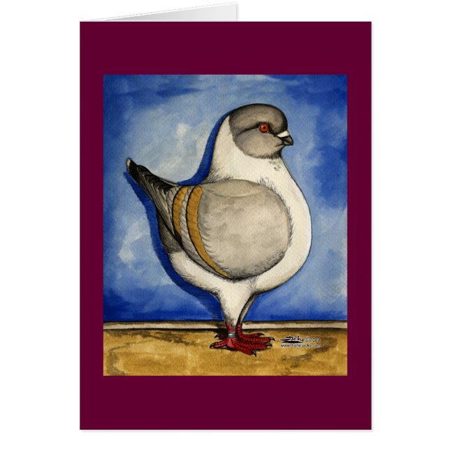 Modena Silver Gazzi Pigeon (Vorne)