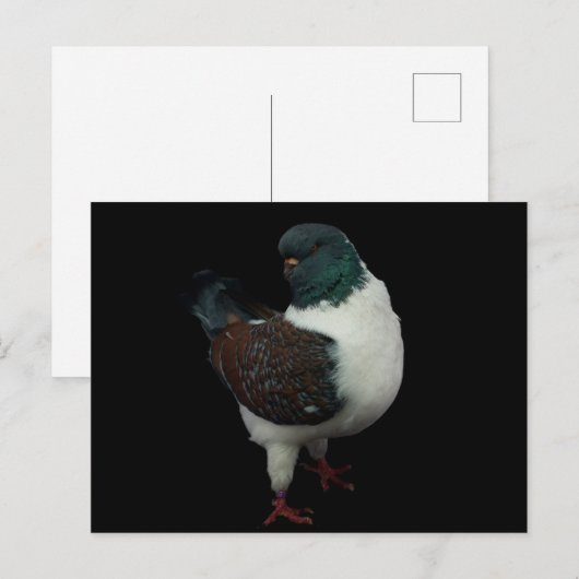 Modenaube Postkarte (Vorne/Hinten)