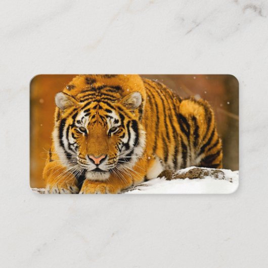 Modern Animal Art Card Set – Tiger & Fantasy Bird Visitenkarte (Vorderseite)