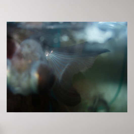 Modern Artistic Fish Poster (Vorne)
