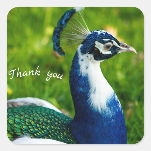 Modern Blue Peacock Sticker (Vorderseite)