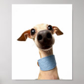 Modern Custom Pet Photo | Meeko Poster (Vorne)