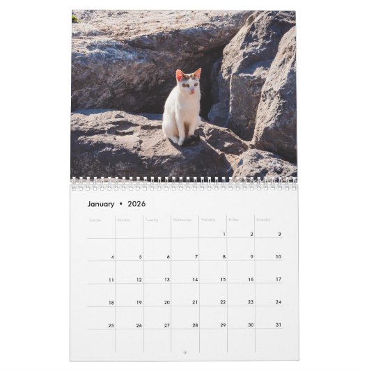 Modern Cute Funny Pet Kitten Cat Photos Calendar Kalender (Jan 2026)