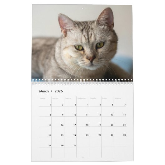 Modern Cute Funny Pet Kitten Cat Photos Calendar Kalender (Mär 2026)