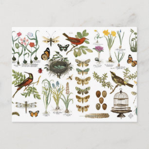 Modern vintch french botanical birds and flowers postkarte
