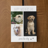 Moderne 3-FotoCollage | Vom Hund