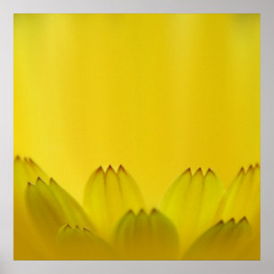 Moderne Abstrakt-Gelbmarigold-Blume-Petalen Poster